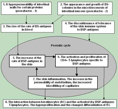 Model 
      of pathogenesis of psoriasis. Interaction of factors.